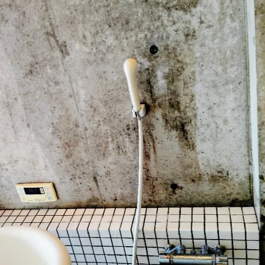 汚い写真ですみません